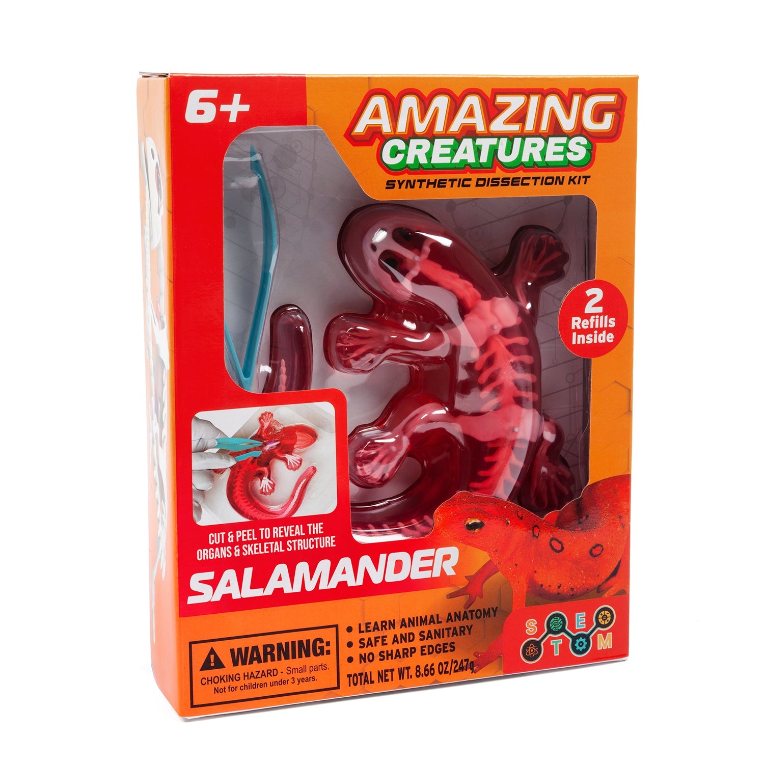 Kit de disección sintética Amazing Creatures Salamandra - STEM