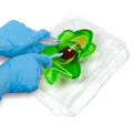 Amazing Creatures Frog Synthetic Dissection Kit - STEM