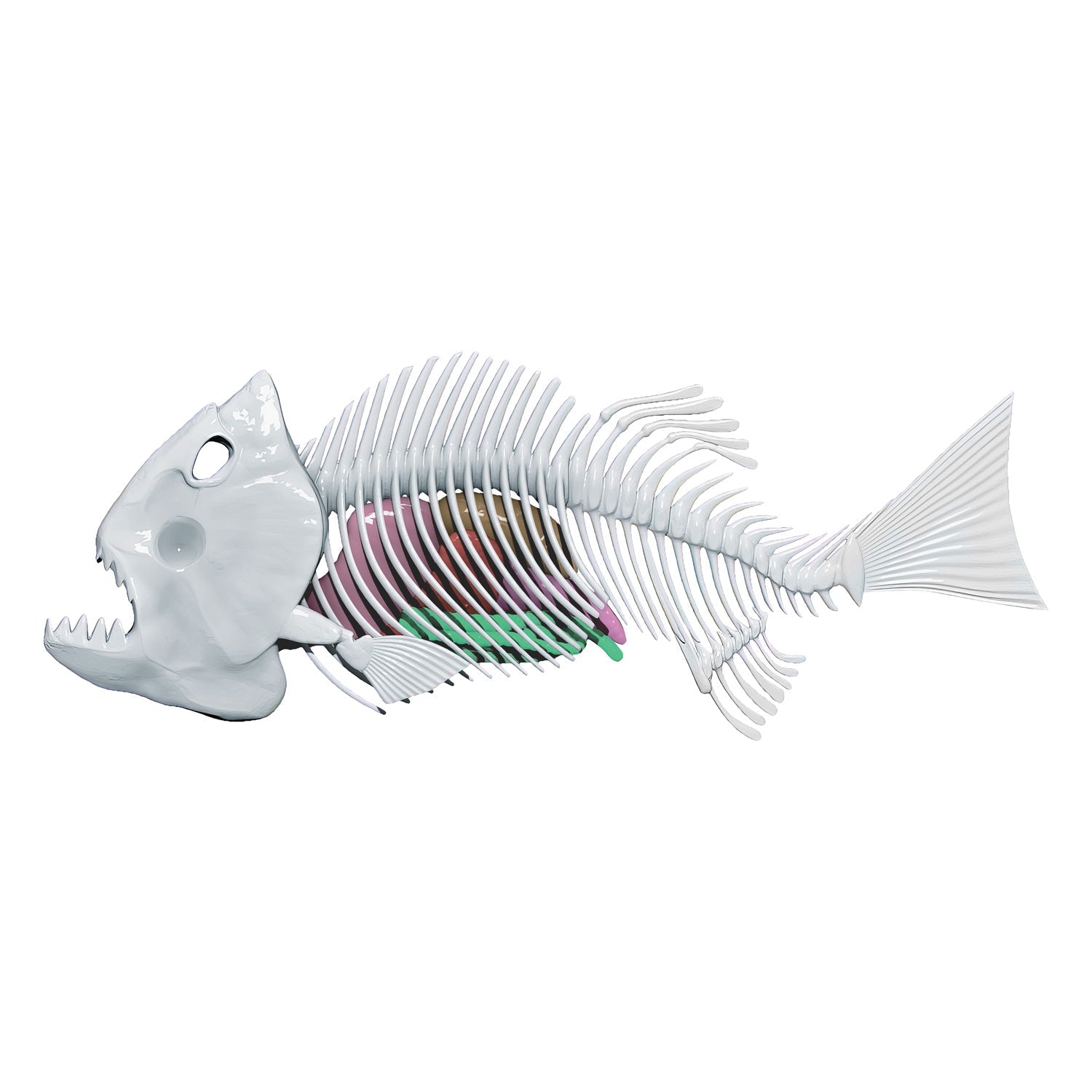 Amazing Creatures Piranha Synthetic Dissection Kit - STEM