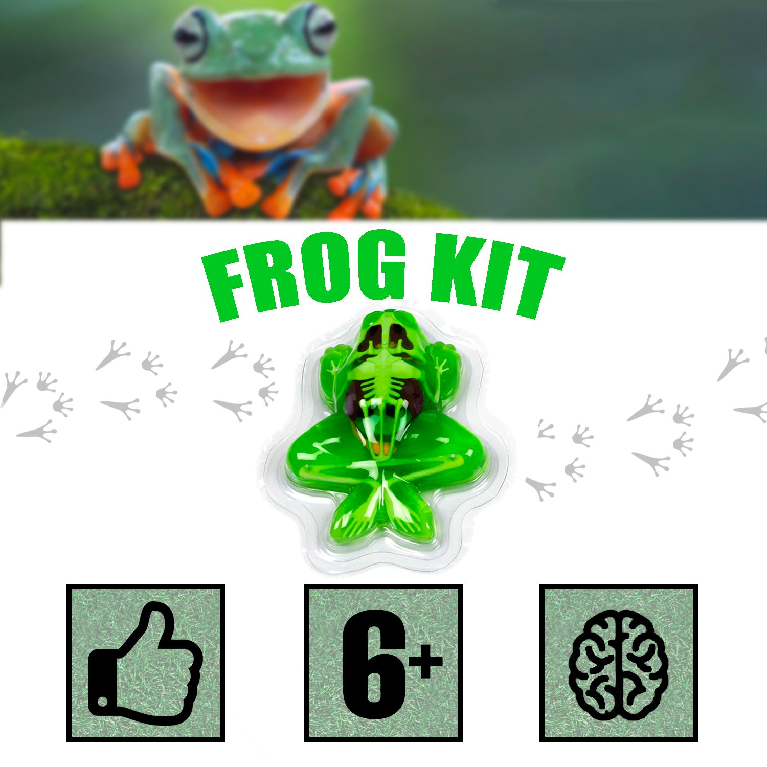 Amazing Creatures Frog Synthetic Dissection Kit - STEM – World